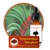 Anigozanthus-manglesii Innate Healing Essences - Individual Essences