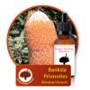 Banksia-prionoites Innate Healing Essences - Individual Essences