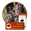 Boronia-caerulescens Innate Healing Essences - Individual Essences