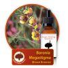 Boronia-megastigma Innate Healing Essences - Individual Essences