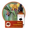 Diuris-corymbosa Innate Healing Essences - Individual Essences