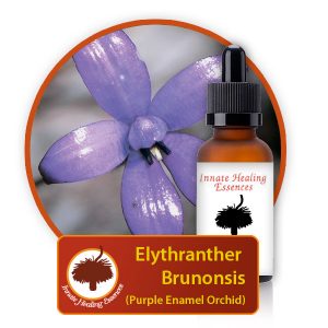 Elythranthera-brunonsis Innate Healing Essences - Individual Essences
