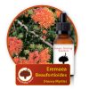 Eremaea-beaufortioides Innate Healing Essences - Individual Essences