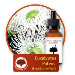 Eucalyptus-patens Innate Healing Essences - Individual Essences