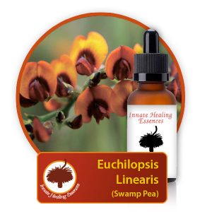 Euchilopsis-linearis Innate Healing Essences - Individual Essences