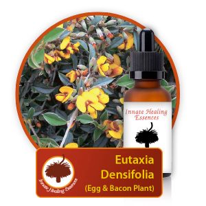 Eutaxia-densifolia Innate Healing Essences - Individual Essences