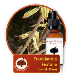 Franklandia-ficifolia Innate Healing Essences - Individual Essences