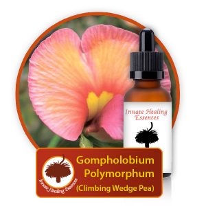 Gompholobium-polymorphum Innate Healing Essences - Individual Essences