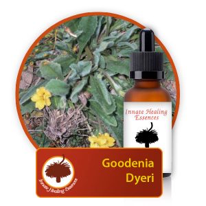 Goodenia-dyeri Innate Healing Essences - Individual Essences