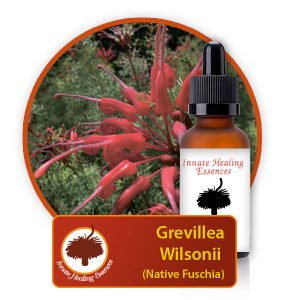 Grevillea-wilsonii Innate Healing Essences - Individual Essences