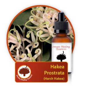 Hakea-prostrata Innate Healing Essences - Individual Essences