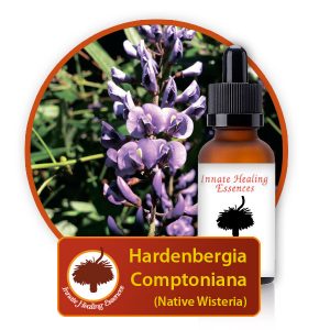 Hardenbergia-comptoniana Innate Healing Essences - Individual Essences