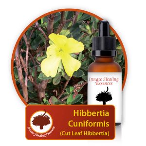 Hibbertia-cuniformis Innate Healing Essences - Individual Essences