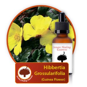 Hibbertia-grossularifolia Innate Healing Essences - Individual Essences