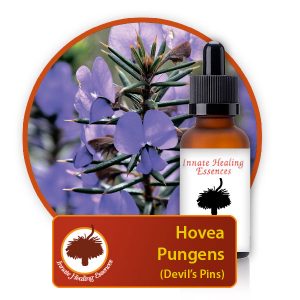 Hovea-pungens Innate Healing Essences - Individual Essences
