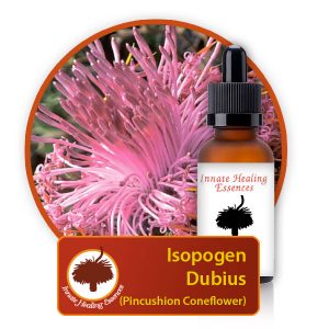 Isopogen-dubius Innate Healing Essences - Individual Essences