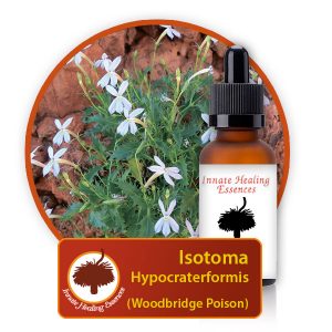 Isotoma-hypocraterformis Innate Healing Essences - Individual Essences