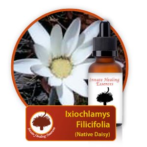 Ixiochlamys-filicifolia Innate Healing Essences - Individual Essences
