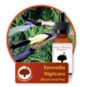 Kennedia-nigricans Innate Healing Essences - Individual Essences