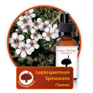 Leptospermum-spinescens Innate Healing Essences - Individual Essences
