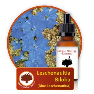 Leschenaultia-biloba Innate Healing Essences - Individual Essences