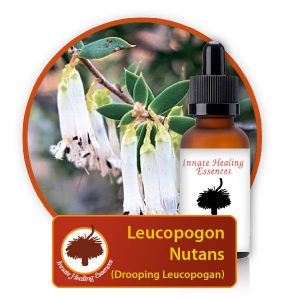 Leucopogon-nutans Innate Healing Essences - Individual Essences
