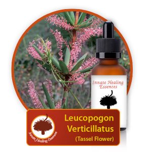 Leucopogon-verticillatus Innate Healing Essences - Individual Essences