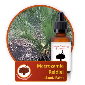 Macrozamia-reidlei Innate Healing Essences - Individual Essences
