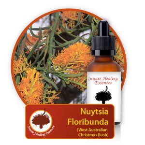 Nuytsia-floribunda Nuytsia-floribunda Innate Healing Essences - Individual Essences