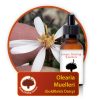 Olearia-muelleri Innate Healing Essences - Individual Essences