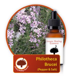 Philotheca-brucei Innate Healing Essences - Individual Essences