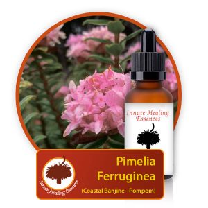 Pimelia-ferruginea Innate Healing Essences - Individual Essences