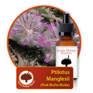 Ptilotus-manglesii Innate Healing Essences - Individual Essences