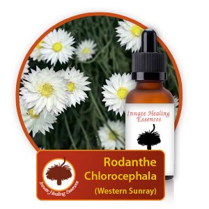 Rodanthe-chlorocephala Innate Healing Essences - Individual Essences