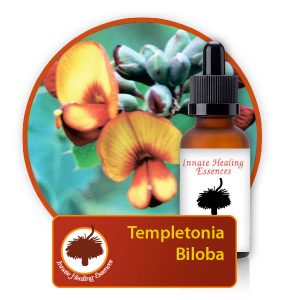 Templetonia-biloba Innate Healing Essences - Individual Essences