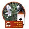 Westringia-rigida Innate Healing Essences - Individual Essences