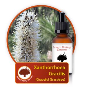 Xanthorrhoea-gracilis Innate Healing Essences - Individual Essences