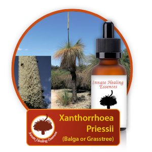 Xanthorrhoea-priessii Innate Healing Essences - Individual Essences