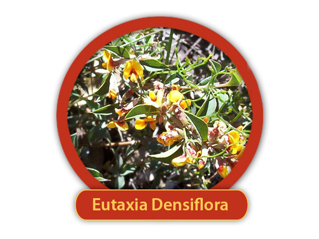 Eutaxia-Densifolia-Innate-Healing-Essences